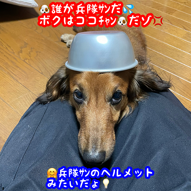 アルミの器を探してる間にココﾁｬﾝ🐶が自分の後をずっと追いかけてたのでちょっとイタズラ🤣🤣🤣
なかなかにカワイイ💓💞