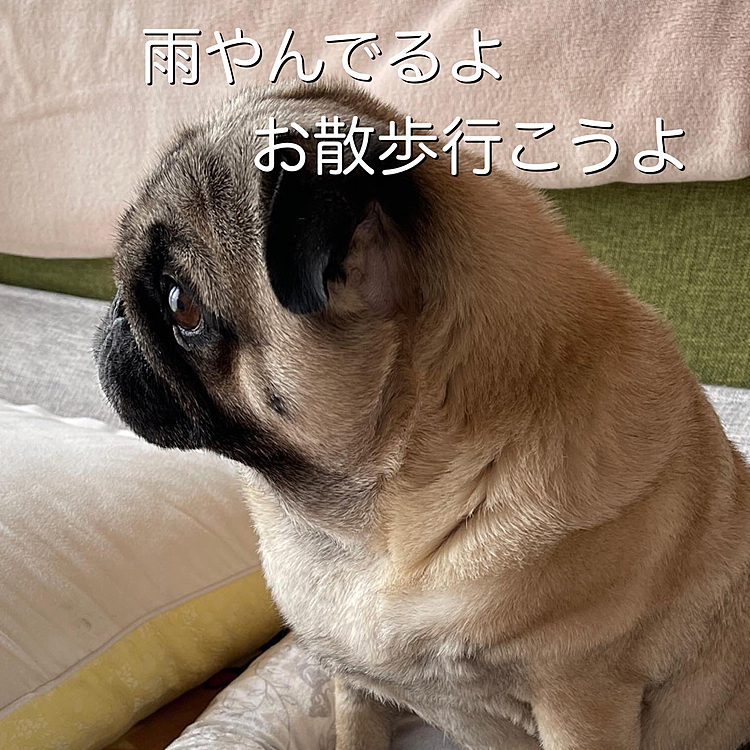 梅雨入りしたししまる地方☔️
雨の止み間にお散歩行ってきました🎶