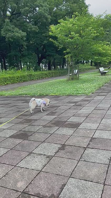 近くの運動公園でお散歩してきました😊
