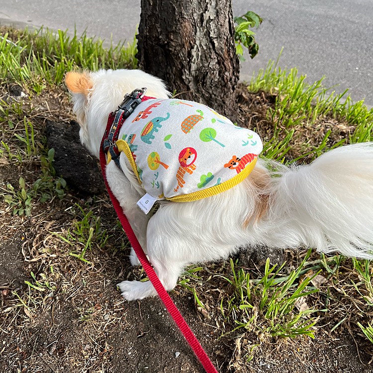 さっきは見せかけだったけどしっかり💩もしたよ😄
けど少なくて、うち帰ってトイレをちゃんと確認したら食べた形跡が…😓