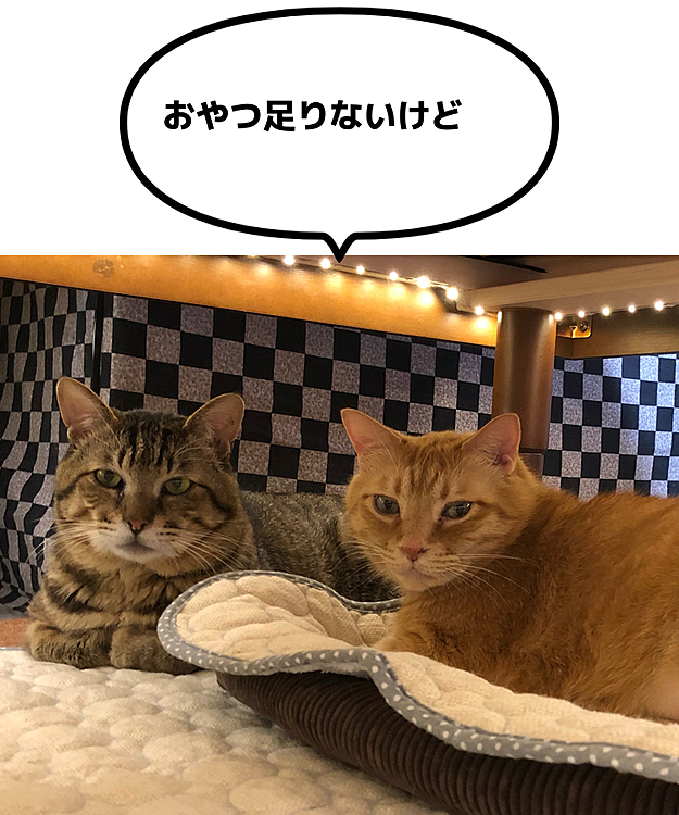 Max&Kittyの投稿