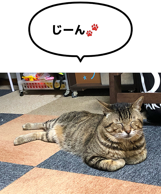 Max&Kittyの投稿