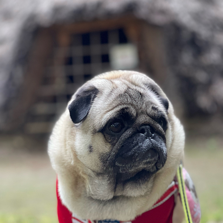 とうちゃんの実家へ行った帰り道、貝塚公園でお散歩楽しみました🐶