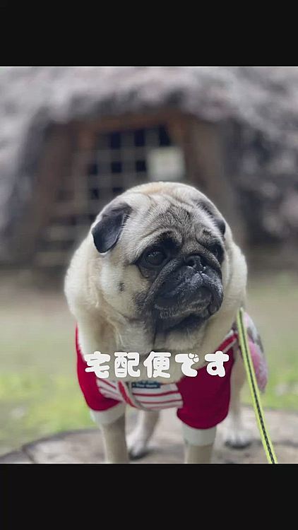 縄文時代の居宅を復元してある公園です🏡
