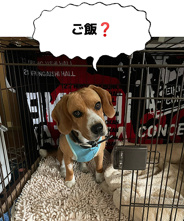 今朝、ご飯食べる❓って聞いたら食べたがったから、いつもより少し減らしてあげた🍚
あっという間に完食‼️😆👍
