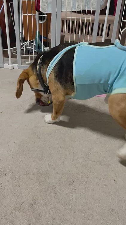 夜、いつものヤンチャマックスになりました🐶😮💨
エリザベスウェアが脱げそう💦
絶対朝には脱いでるね😅💧