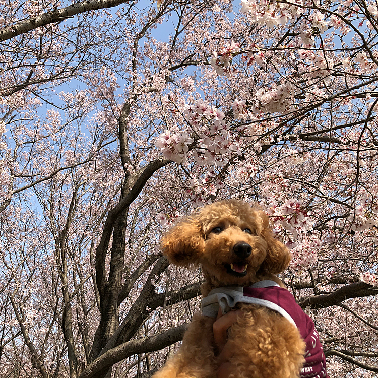 肝心な桜です🌸
頭の上の方まで持ち上げていたので
腕がプルプルです…😅
片手でひょいって持てる重さじゃ
ないんで…😅