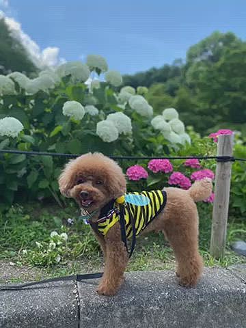 今日は紫陽花を見に行きました💜
本当は来週見に行こうかと思っていましたがこの先☁️や☔️予報が続くので朝から🚲漕いで見に行きました🐶
やはり少し早かったみたいです💦
撮影料が終わってからお散歩もしっかりして💩🐝
そこで高齢女性に話し掛けられしばし立ち話👵
現在90歳との事でしたがとても元気そうで昔からずっと🐶を飼っていたそうです💕
『すぐ近くに住んでるの冷たいお茶でも飲んで行かない?』とお誘い頂きましたがさすがに丁重にお断りしました😅