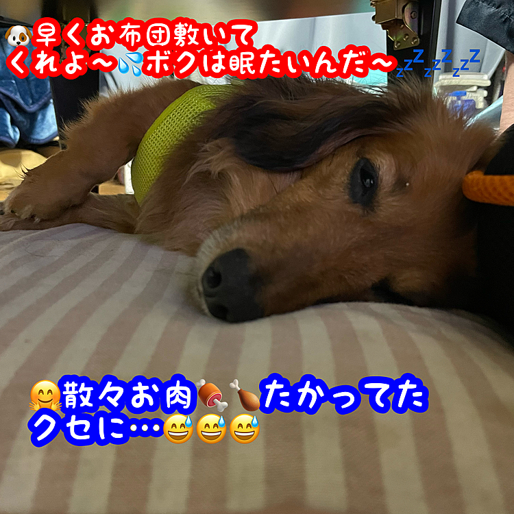 今日もお散歩いっぱいしたみたいだね💡
また土日にお散歩しに行こうね～✨✨✨
…とテーブル下での会話でした🤣🤣🤣