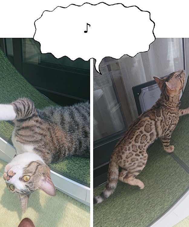 走って！テオ走るのよ！ナッくんみたいに走るのよ！       
〜２匹のキャットホイールの使い方〜