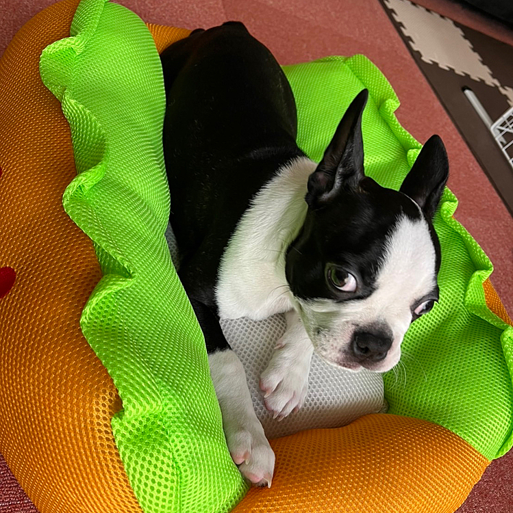 ホットドッグいかがすかー❓