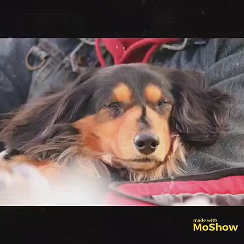 はなママ作
ちょーお気に入りの動画❤️

アプリ使いこなせず みんなにお世話になっております😅😅

エリママ はなママ ありがと～ヾ(〃^∇^)ﾉ♪