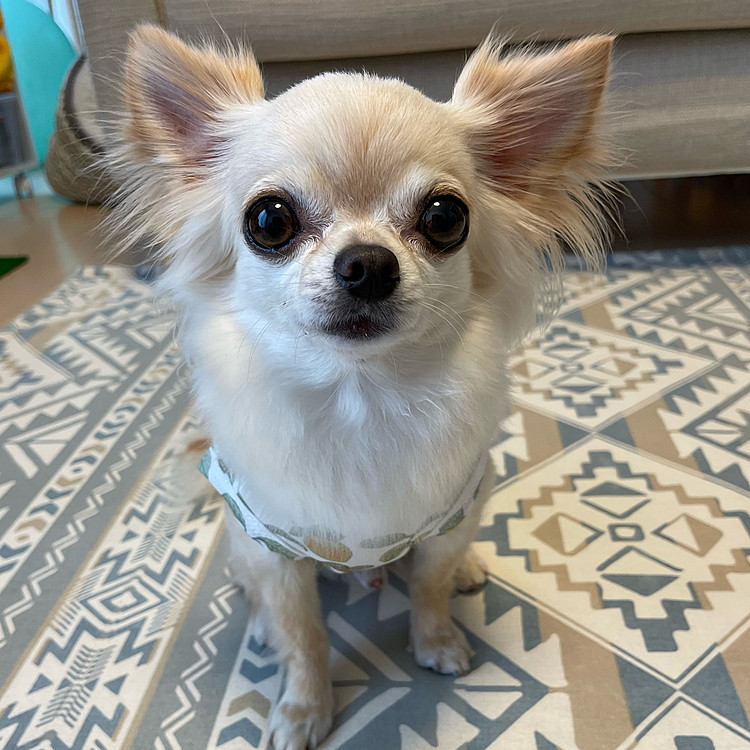 2022.6.10(金)
こんにちは😃
今日はトリミングに行ってきました😊
サラサラになりましたよ🥰
いつもはお散歩しながら行くのですが預けてからクリーニング屋さんとか寄りたい所があったので久しぶり自転車🚲で行きました😊
楽ちんで楽しく乗ってたのに着いたところが病院でビビりまくりでした🐶💦
