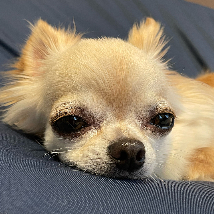 お散歩から帰ってきてウトウトです🐶💤
今日は疲れたね😅