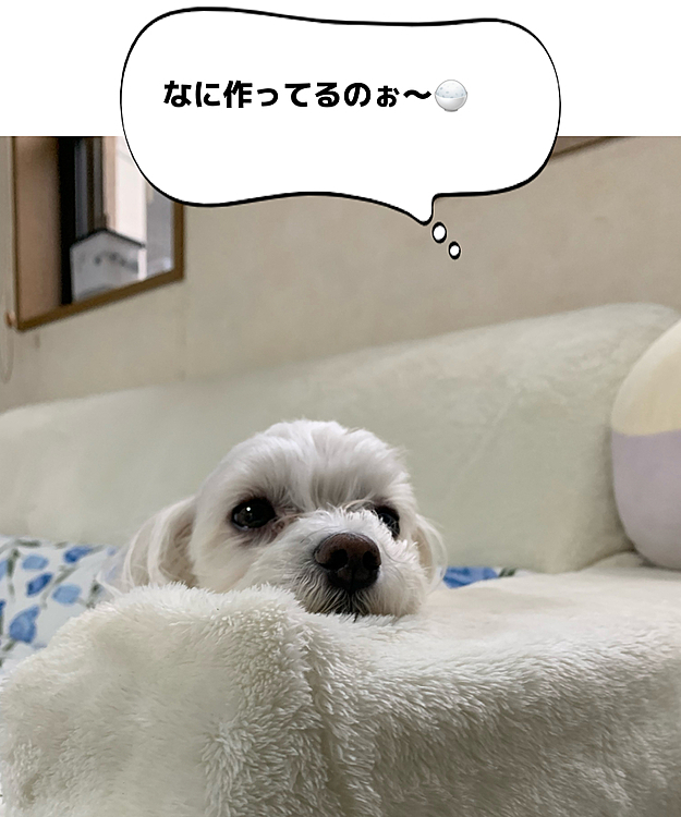晩ご飯作成し始めたら、
いつもの場所でガン見
されてました💦(笑)