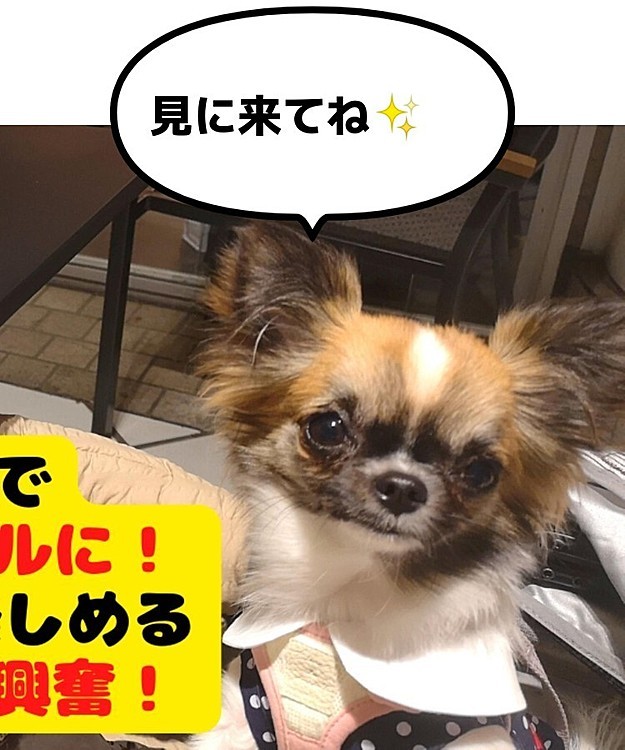 【本日投稿】
🥰横浜ベイクォーター後編🥰
本格ビストロをカジュアルに‼️
愛犬と一緒に楽しめる
「BISTRO RUBAN🍴」
船上気分でチワワ大興奮🤭

ぜひ遊びに来て下さい😀
アイコンからチャンネルへ飛べます🥰
宜しくお願いします✨