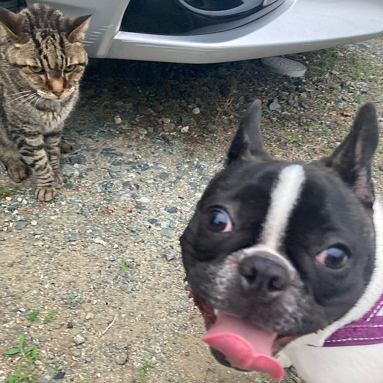 だいせっきーん🐈‍⬛