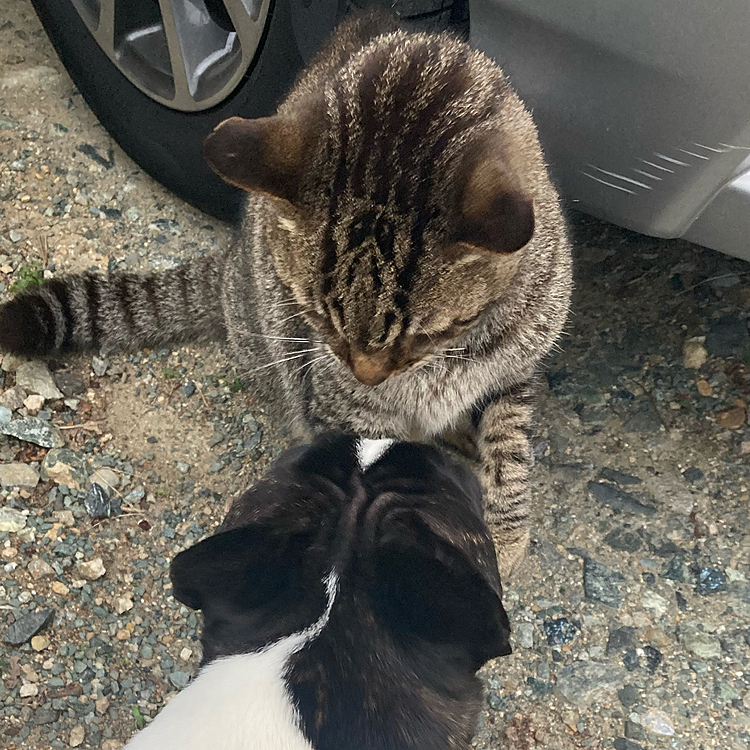 このあと猫パンチされました笑笑
