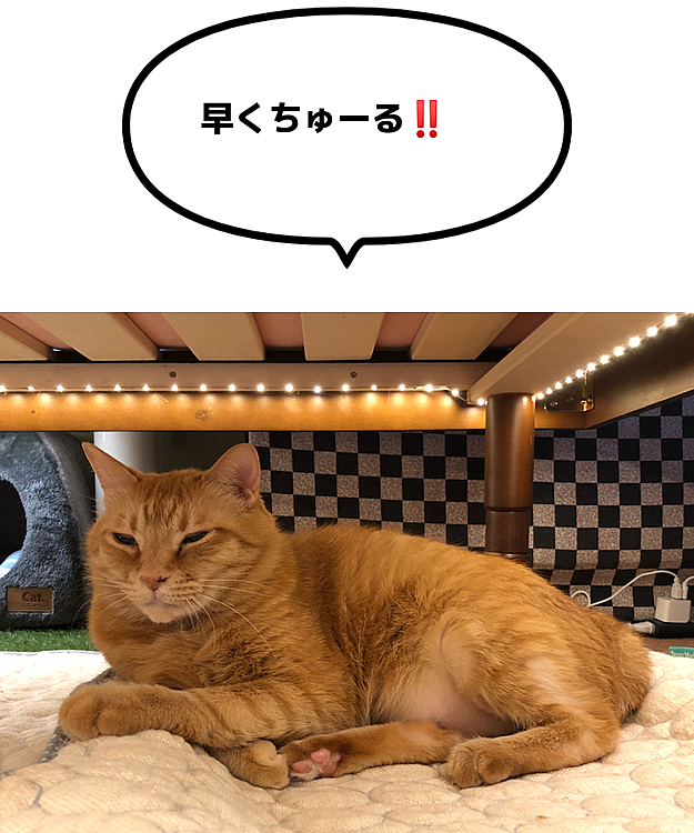 Max&Kittyの投稿