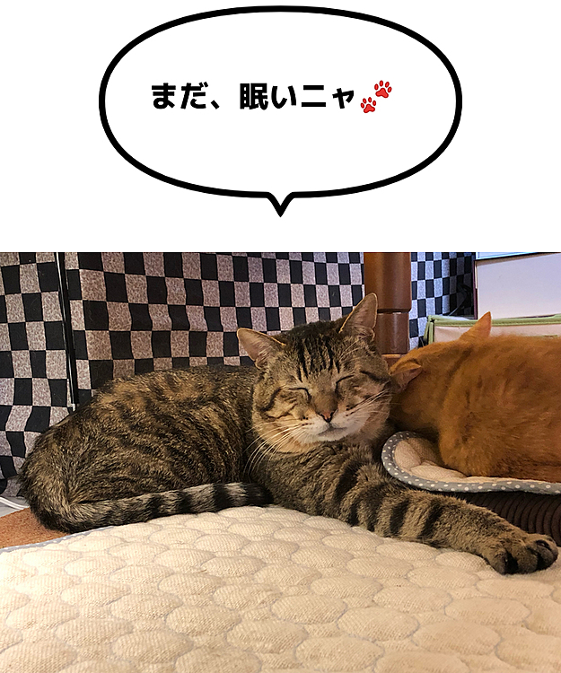 Max&Kittyの投稿