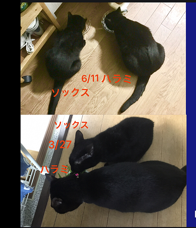 ソックスちゃん避妊後モリモリ食べるので
ハラミちゃんと大きさが同じように見えて来た〜🐈‍⬛🐈‍⬛