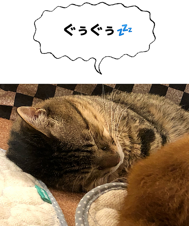 Max&Kittyの投稿