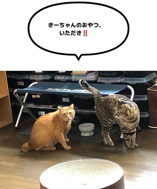 Maxに取られたKittyのおやつ、補充したら、Maxがサッサと食べに来た😳