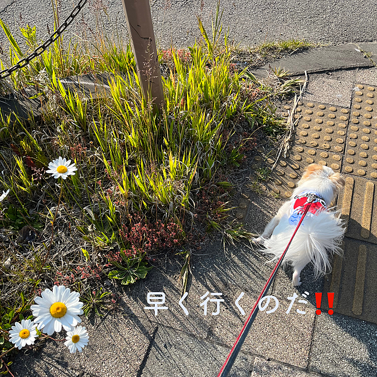 夕散歩は実家に行ってから。
花を愛でる余裕なし😅