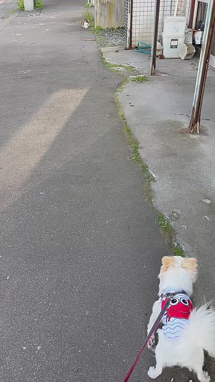 ニャンコさんに遭遇🐈
逃げられちゃったね💦
この後、どこかへ行こうとしていたご年配のおじさまがポコちゃん見て立ち止まり、「ちょっと待ってて！」と。そしたら「かあさん！早く！チワワ！」と何やら叫んでます😲
で、おばさま登場！お話色々伺ったところチワワちゃんが2月に16歳で旅立ったそうです🌈
ポコちゃん見て心の癒しになったかしら😌
母に聞いたら「いつも抱っこして散歩してたんだけど亡くなったのねー」と言って知ってるようでした。