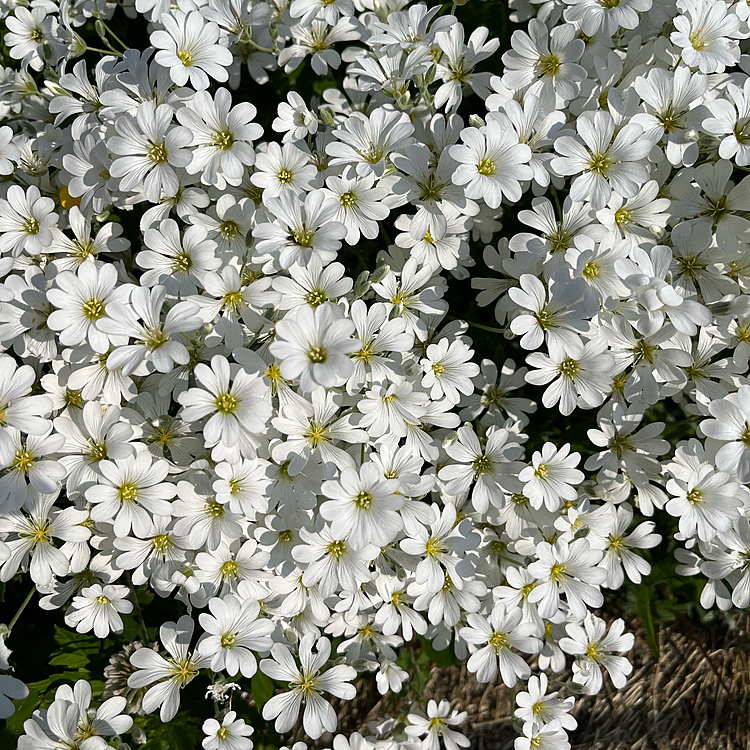 実家の近くに咲いていたお花🌼
可愛いお花だけど何のお花かなぁ？アプリで調べても同じの出てこない💦