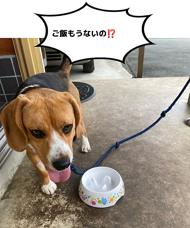 完食しても、まだまだ食べたいマックス🐶😅