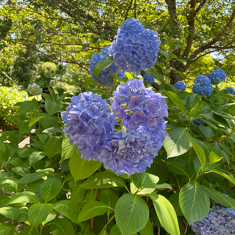 公園にお散歩に行ったらハートの紫陽花を見つけました😊　