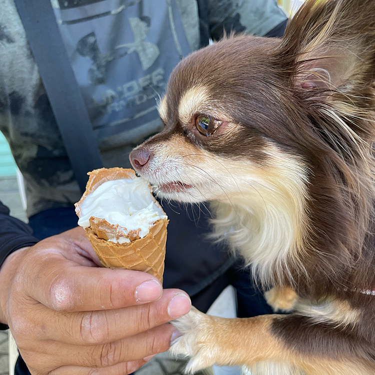 ちょっとだけ　ソフトクリーム🍦ペロンしましたー美味しい❣️❣️❣️