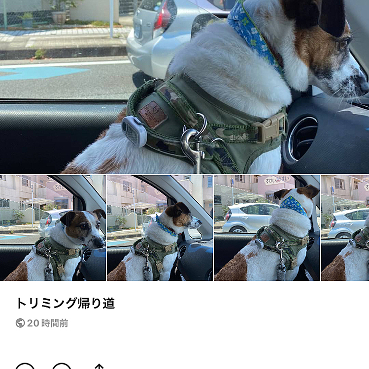 今週のトリミング❣️