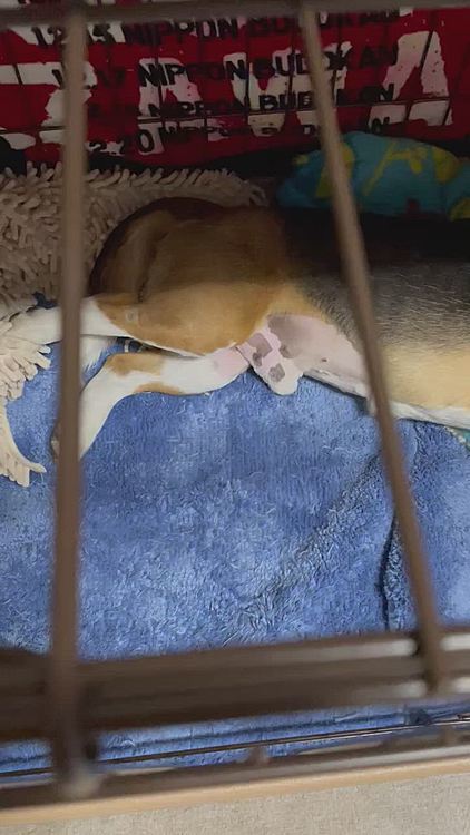 昨夜、ベロ👅出したまま寝てました🐶💤

先日の手術の時、開腹になる時のためにお腹の毛を剃られた〜😅