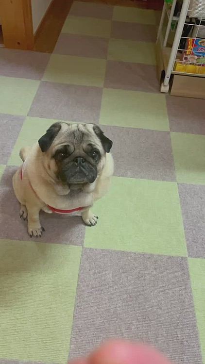 うまうまキャッチトレーニングしてます🐶
とうちゃん、ちゃんと投げて‥💢