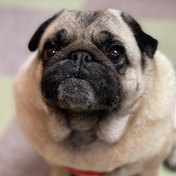 もっとちょうだい🐶