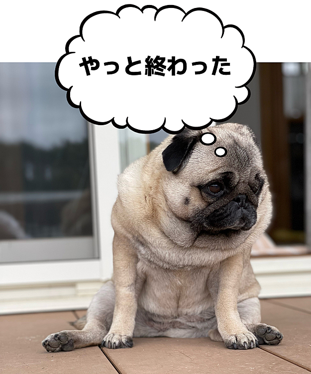 お庭でとうちゃんブラッシング💦