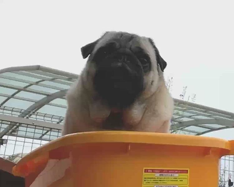 とうちゃん優しくして‥🐶
