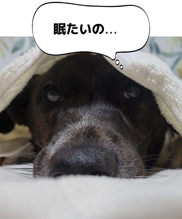 寝る時にソワソワしてるから
イタズラでタオルかけたら
ウトウトし始めたビンゴ(*´ω｀*)
元々のタレ目がさらにトローンとして
可愛すぎた(*´Д`*)