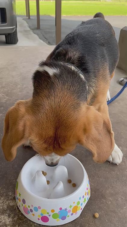 今日も、おかわり〜🐶🍚💕