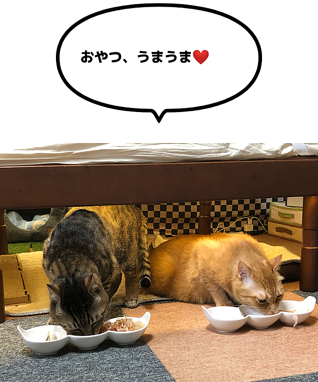 Max&Kittyの投稿