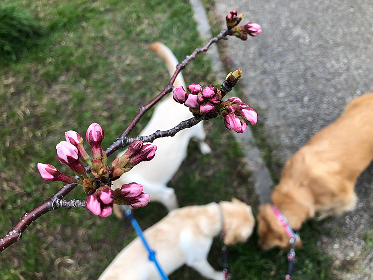 さぁ、桜は咲いてるかな😊💕
朝の公園に行ってみたら…
