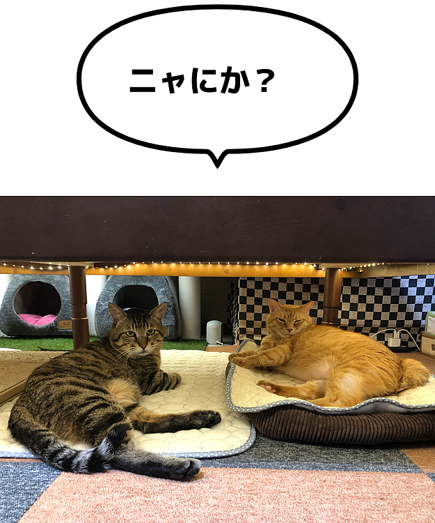 Max&Kittyの投稿