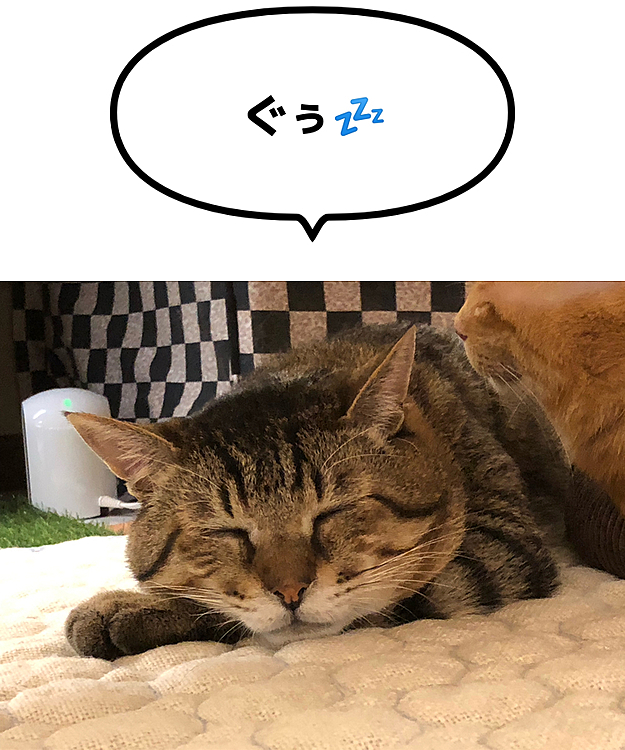 Max&Kittyの投稿