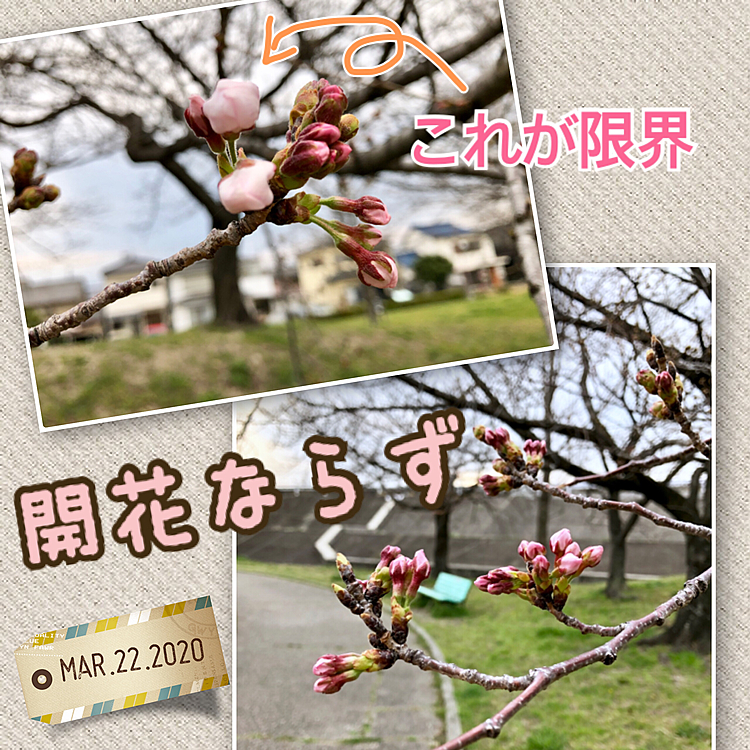 残念ながら こんな状態💧
名古屋地方気象台の標本木は、本日開花宣言🌸されたのにな。
わが家の開花宣言は、明日以降に持ち越しです😓