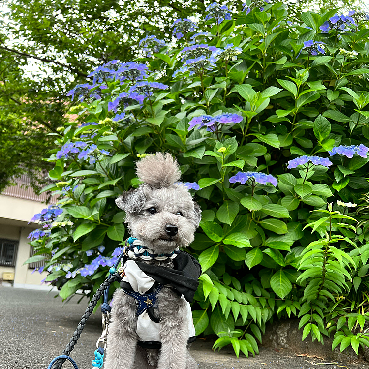 あじさい綺麗