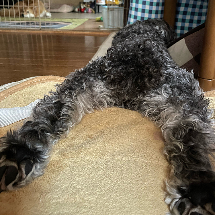 おはようございます🐶
今朝目覚めたら…目の前にこの姿⁉️🤣