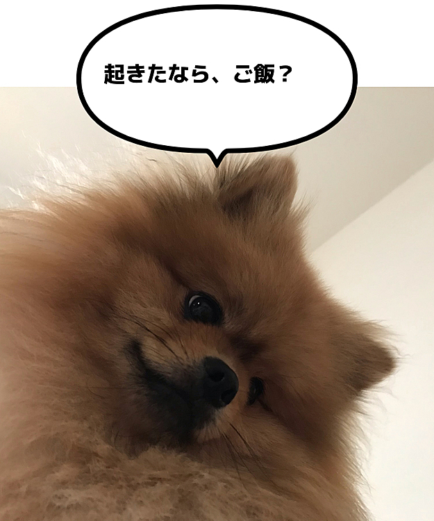 朝、目覚まし⏰が鳴る前、横を向いたらこんな顔。