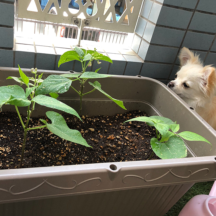 お友達から譲っていただいた「いんげん」
芽が出て来ました(*^^*)
フォフォちゃんも興味津々୧꒰*´꒳`*꒱૭✧
2022.06.17